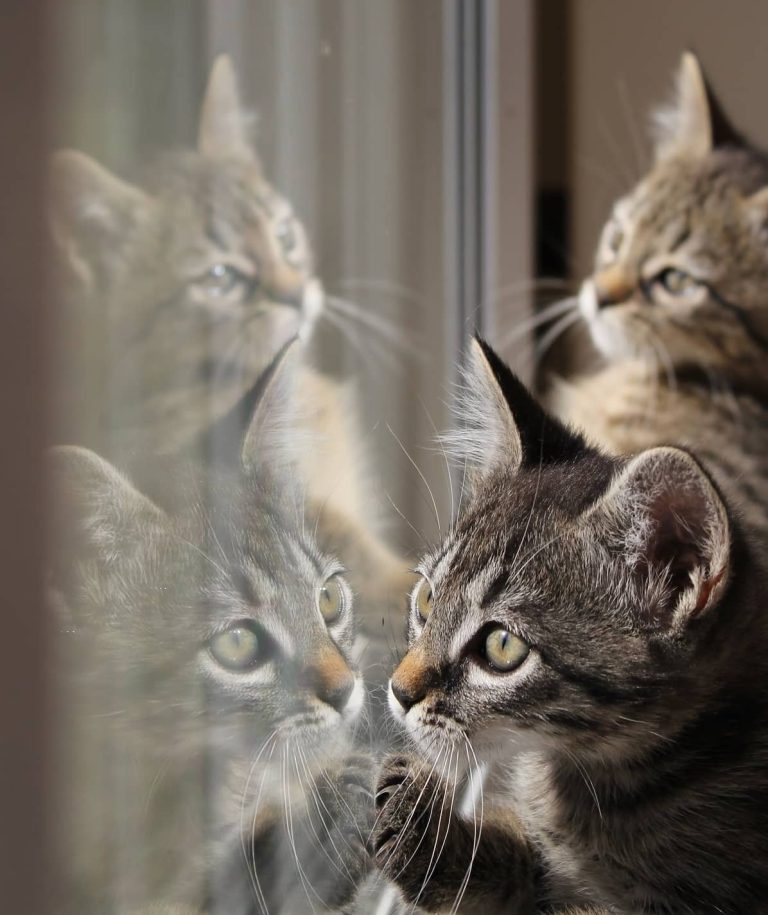 Do Cats Understand Mirrors And Their Reflection?