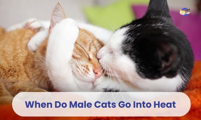 When Do Male Cats Go Into Heat?