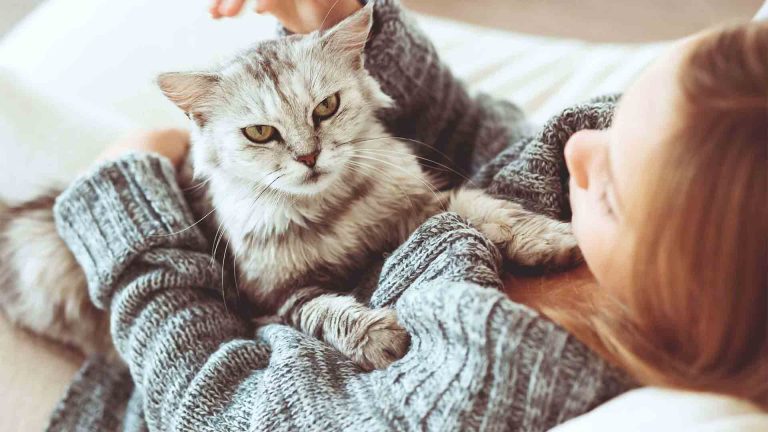 Why Are Cats Not As Friendly As Dogs?