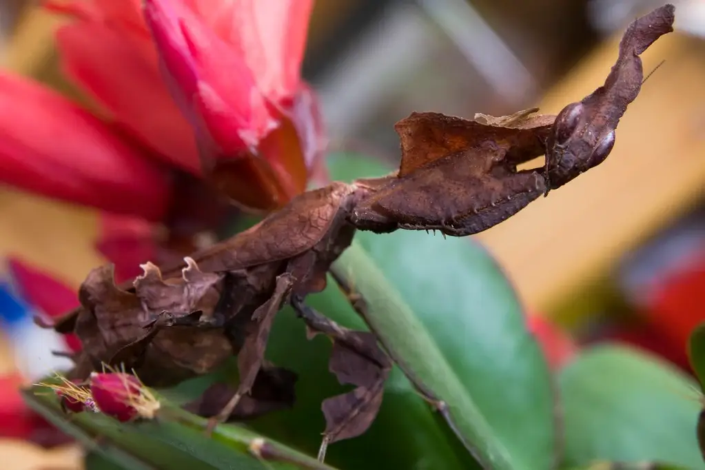african-ghost-mantis african ghost mantis 2