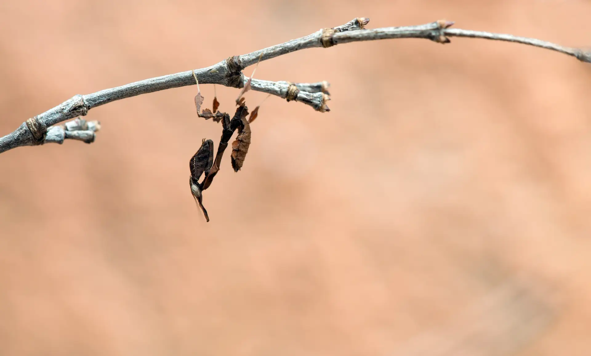 ghost-mantis-size ghost mantis size 1 scaled