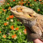 How to make a bearded dragon happy through gentle handling and bonding time with owner