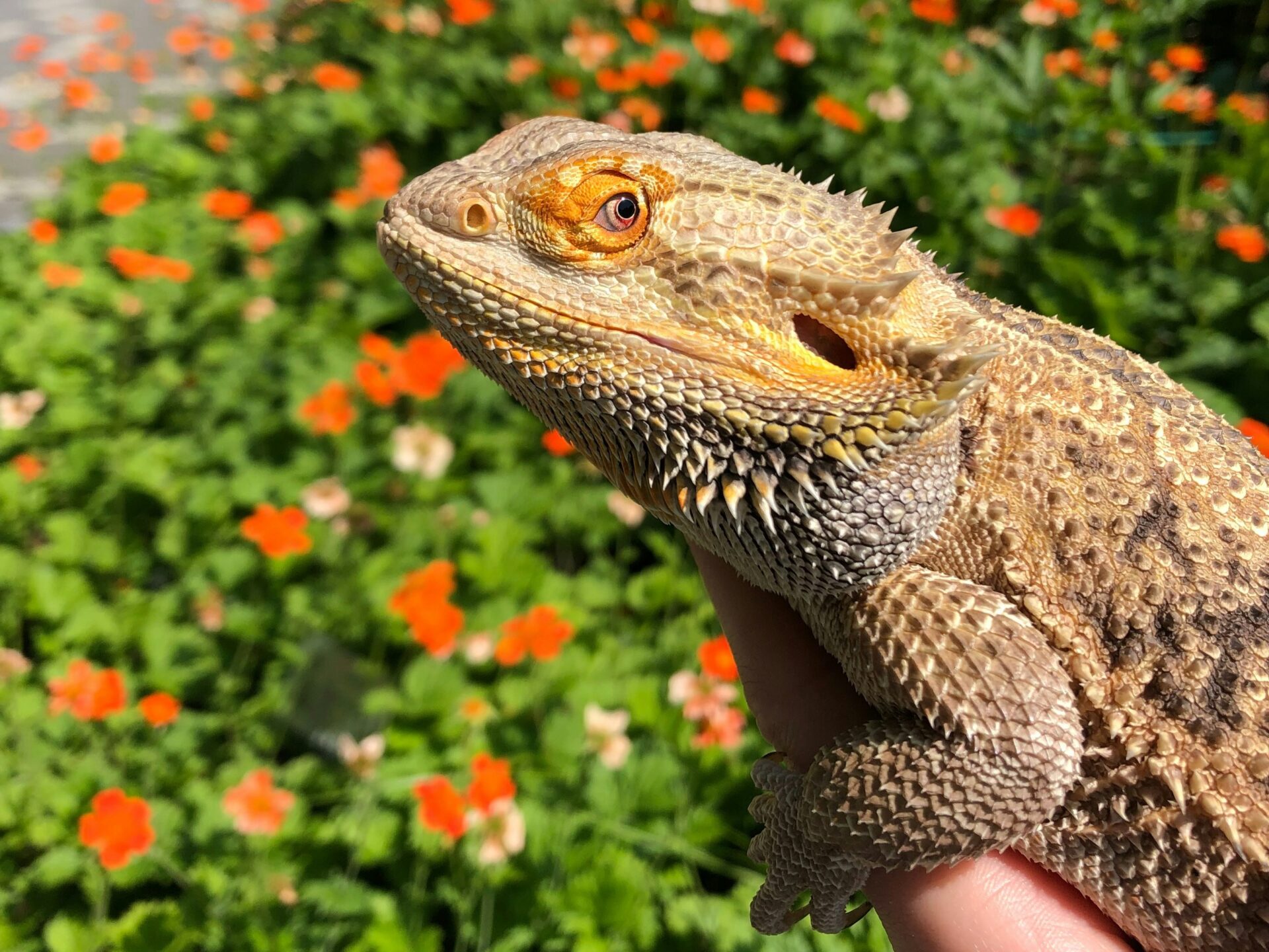 How to make a bearded dragon happy through gentle handling and bonding time with owner