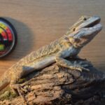 Bearded dragon habitat temperature testing with thermometer