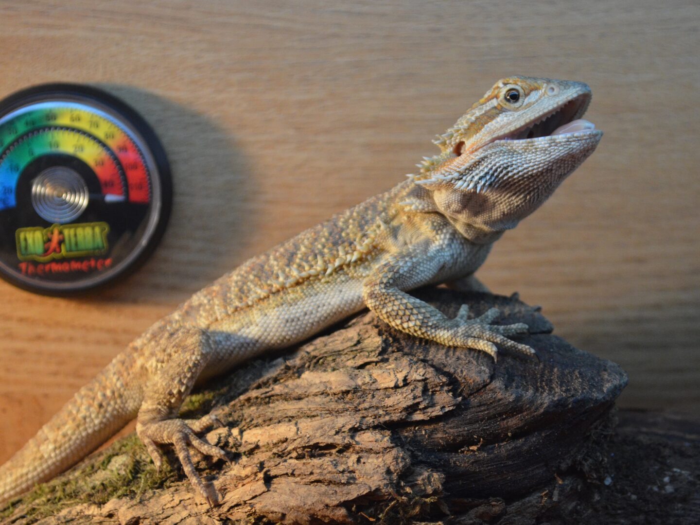 Bearded Dragon Thermometer: Best Options, Setup, and Pro Tips (2025) Bearded dragon habitat temperature testing with thermometer