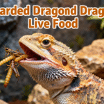bearded dragon eating a crickets